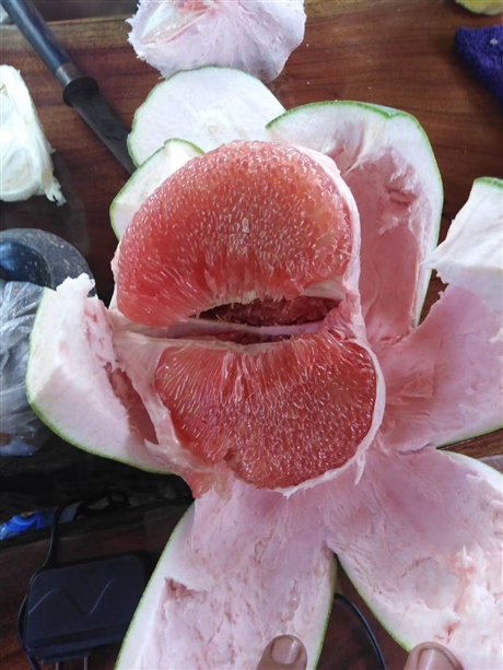 泰国红宝石青柚苗
