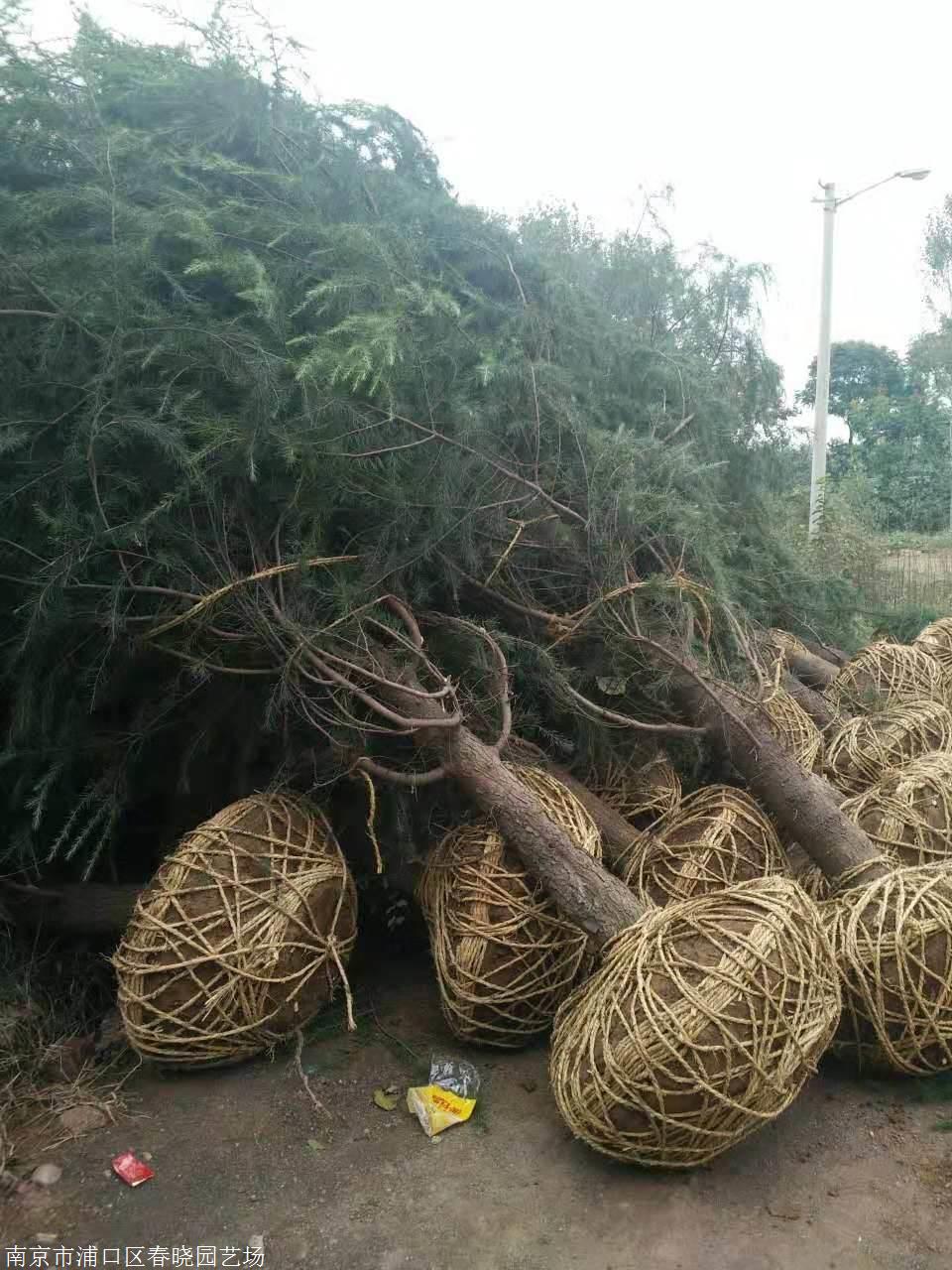 水要浇透,使土壤与根部紧密结合,确保种植后土壤与大树土球不产生空地