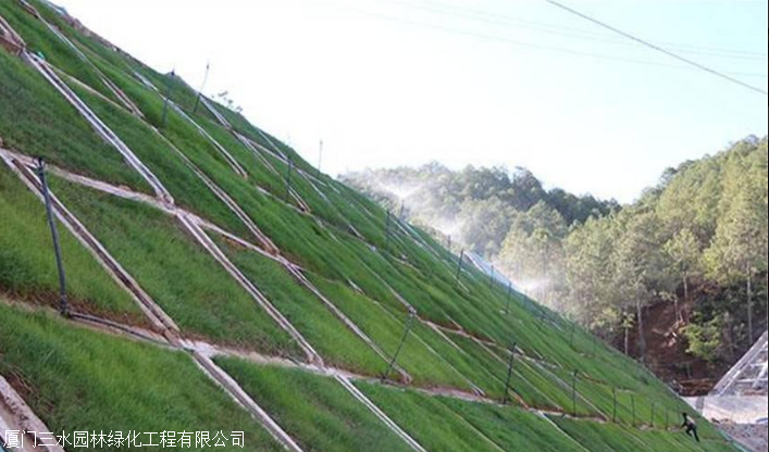 湖北绿化护坡灌木用哪些混合草籽