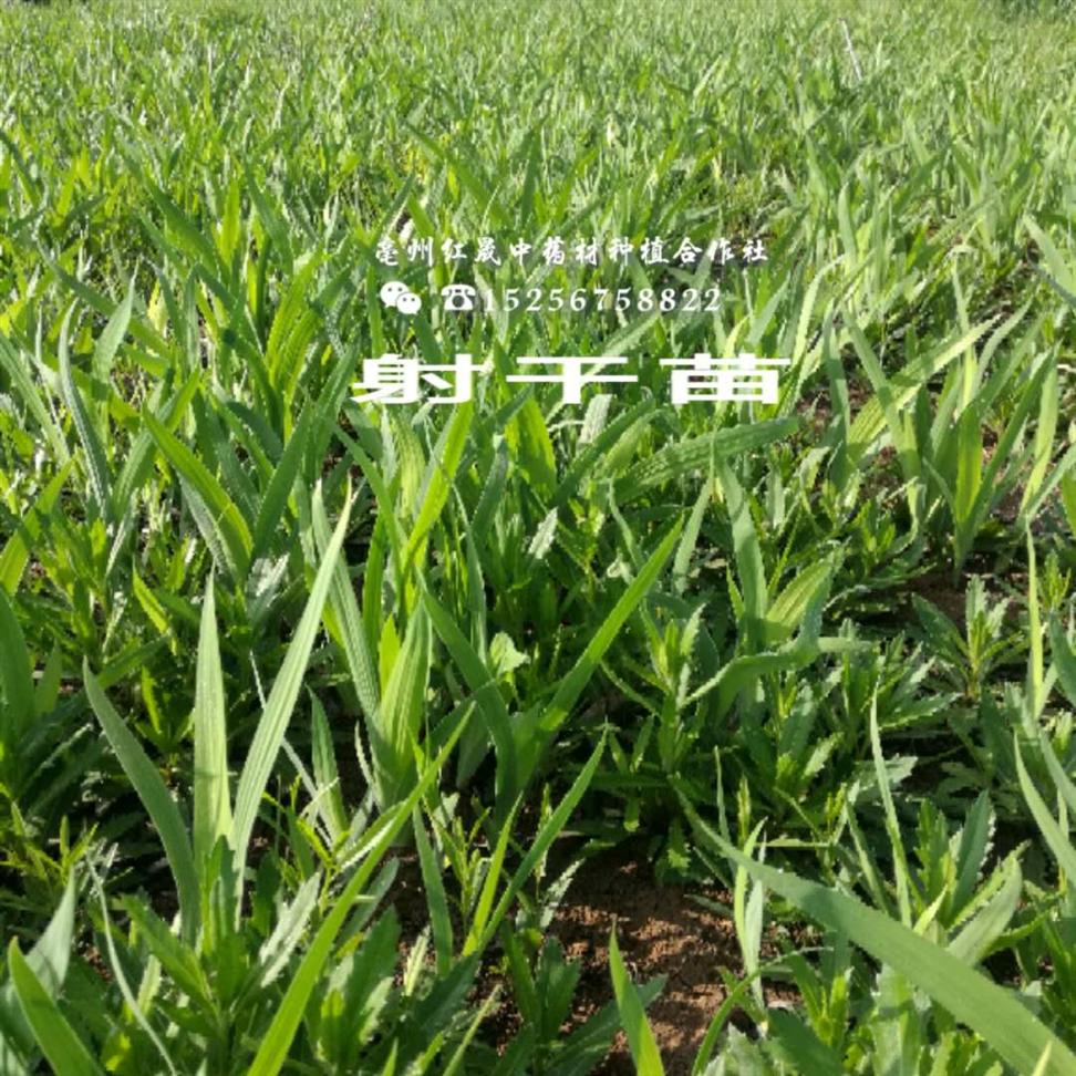 射干种子什么时候开花 颗粒饱满 发芽率高 新货上市