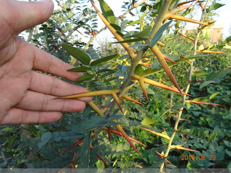 皂角刺苗植技术 皂角刺苗发芽率高 马上定购