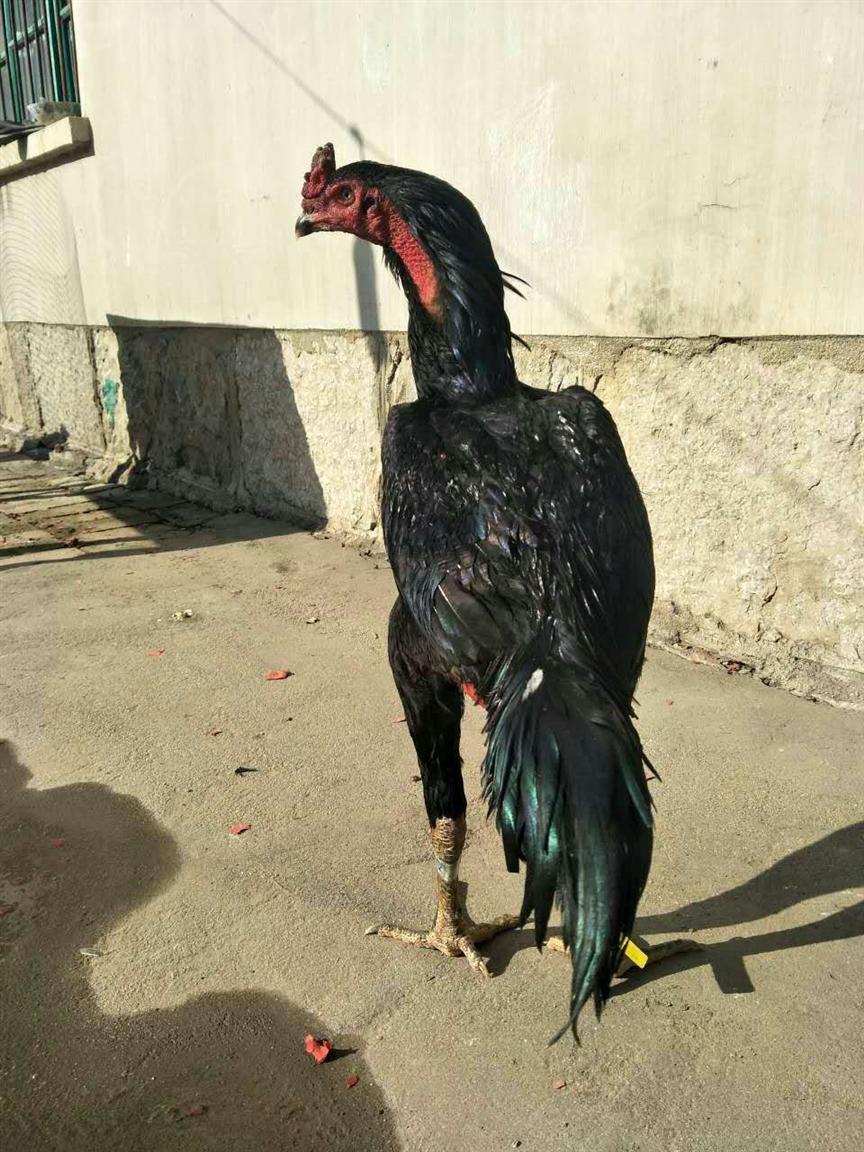 呈贡县有卖斗鸡的品质保证怪猫自行车图片
