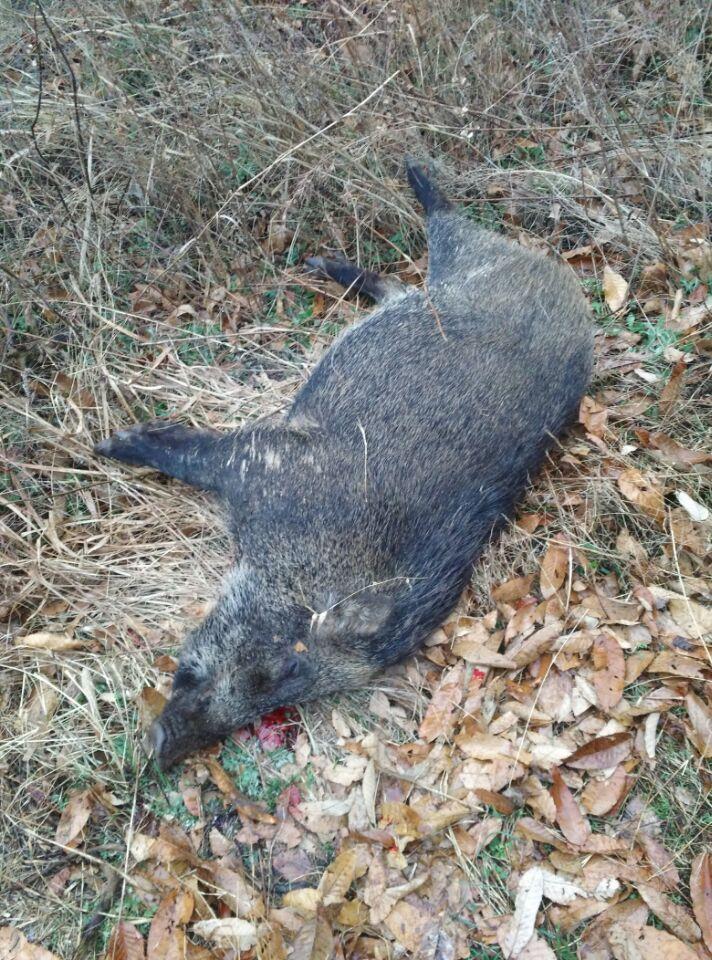 武汉捕猎机厂家1千元起 全智能捕猎神器