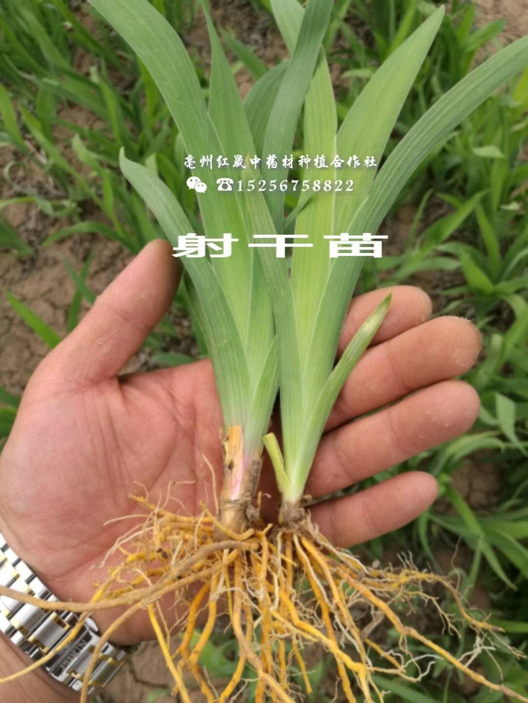 射干苗出售 现挖现卖 品质保障