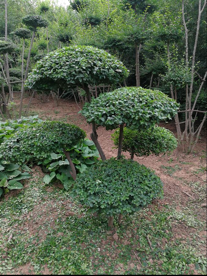 鄢陵小叶女贞造型树销售价格 提供一站式服务_搜了网