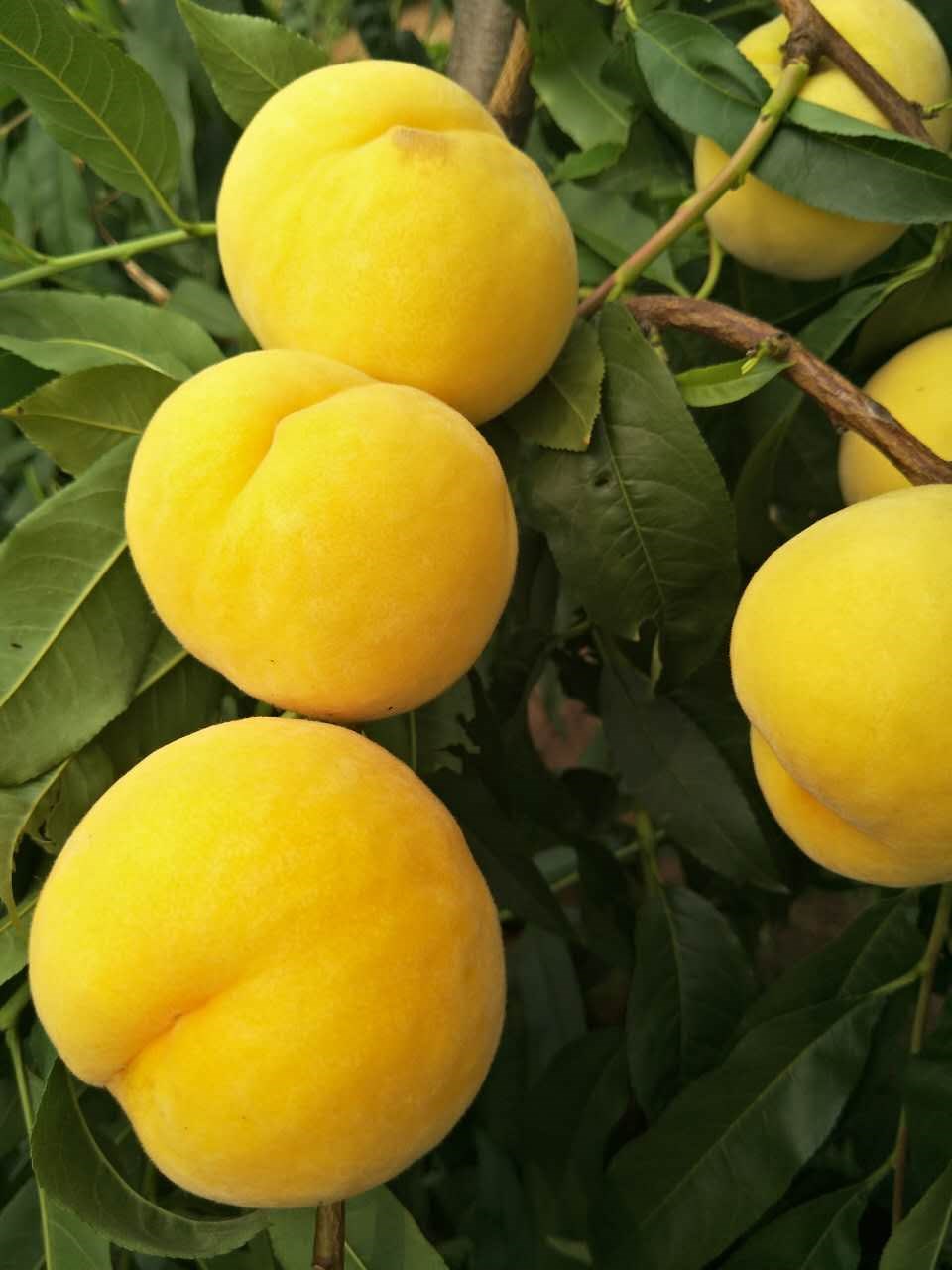 黄金蜜1号桃,黄桃新品种,山东桃树苗基地