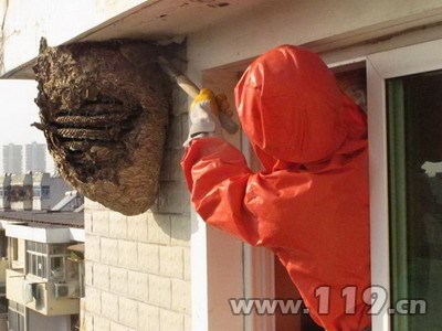 马蜂危机看到马蜂千万别跑不要慌找专业摘马蜂公司