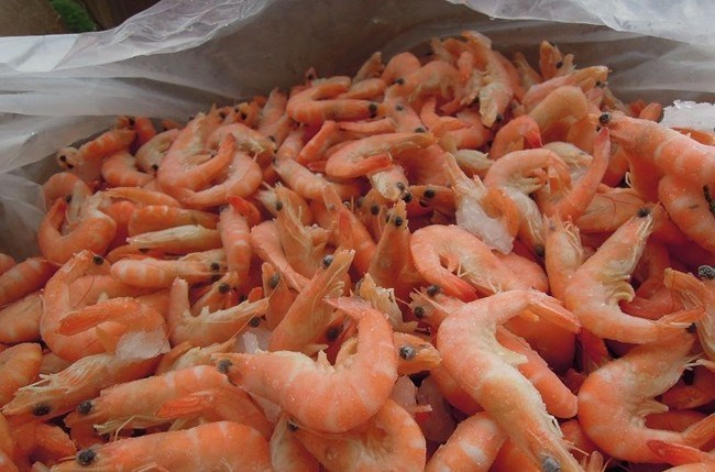 日本冷冻海鲜进口报关