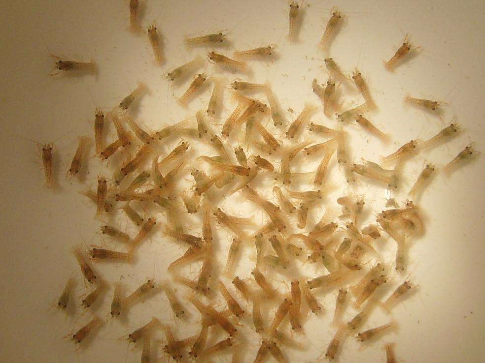 福州满塘红小龙虾养殖基地虾苗