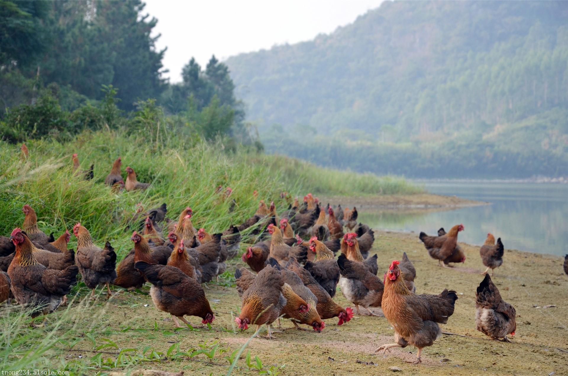 【广东天农优品土鸡销售山地放养清远鸡土鸡蛋 】价格,厂家,鸡蛋-搜了
