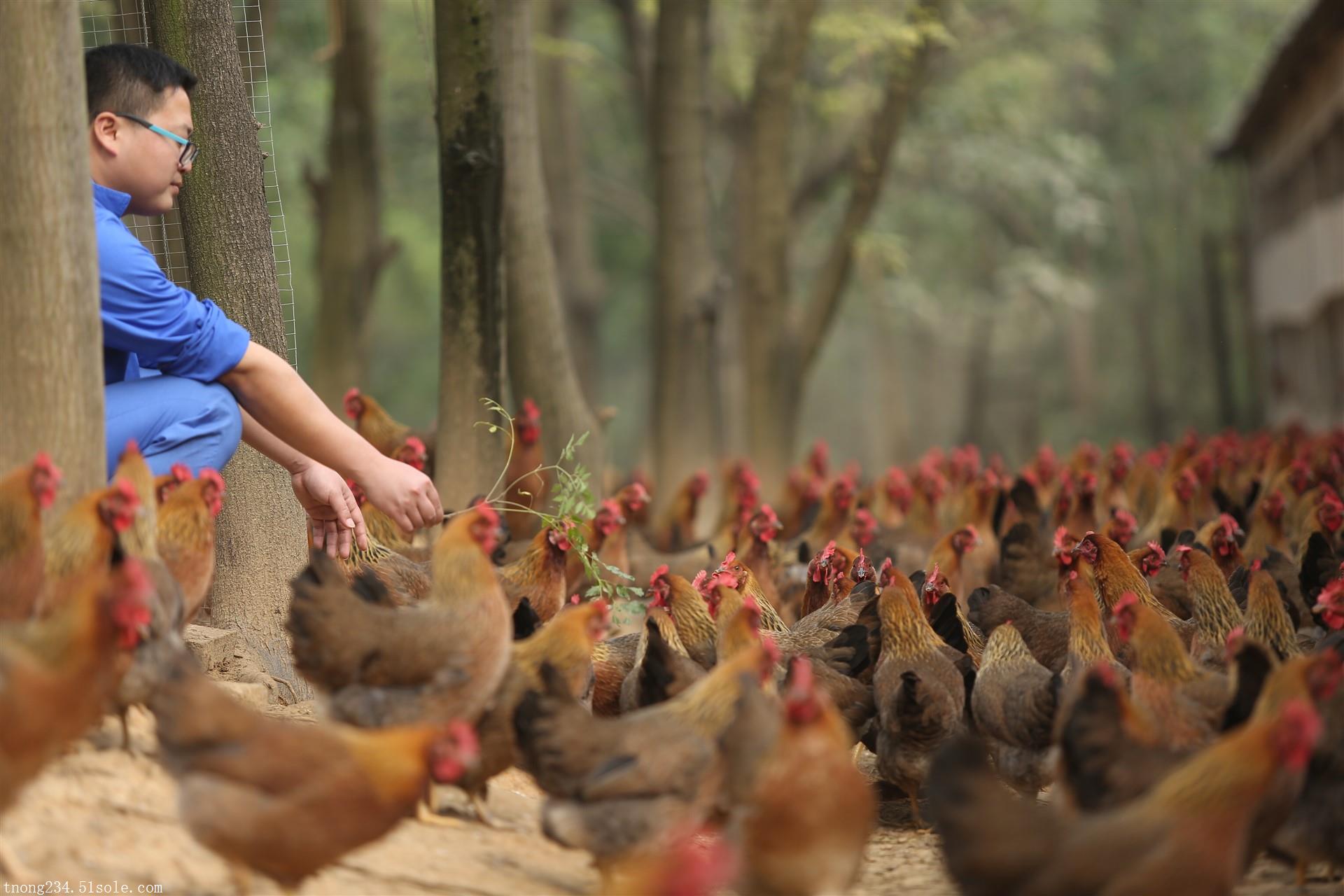 广东天农优品生态清远鸡特种养殖土鸡散养新鲜