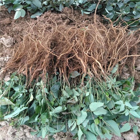 湖南 广西 野香蕉(八月瓜)种苗总批发