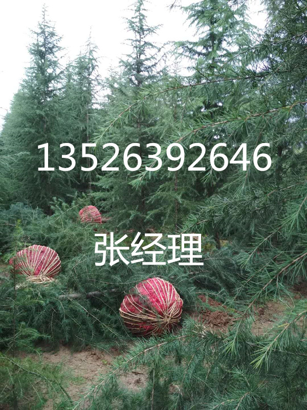 河南紫薇,驻马店紫薇,洛阳紫薇,许昌紫薇