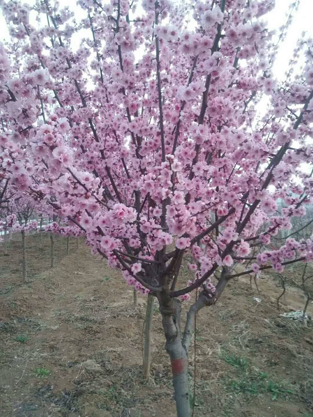 美人梅价格(美人梅是什么品种)