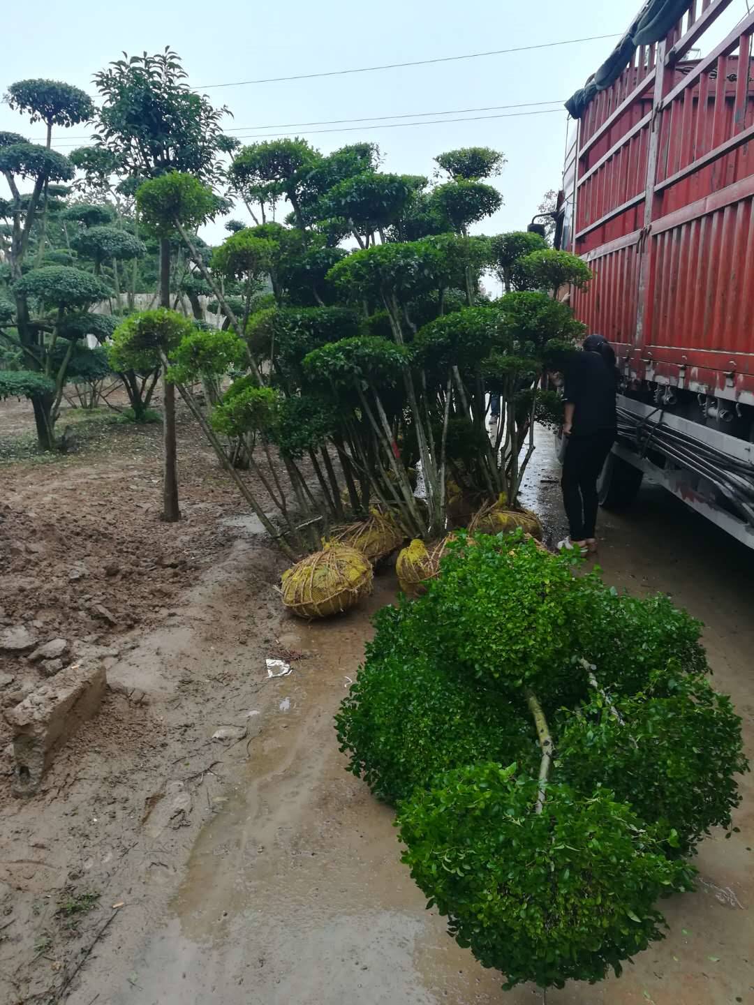 小女贞造型树