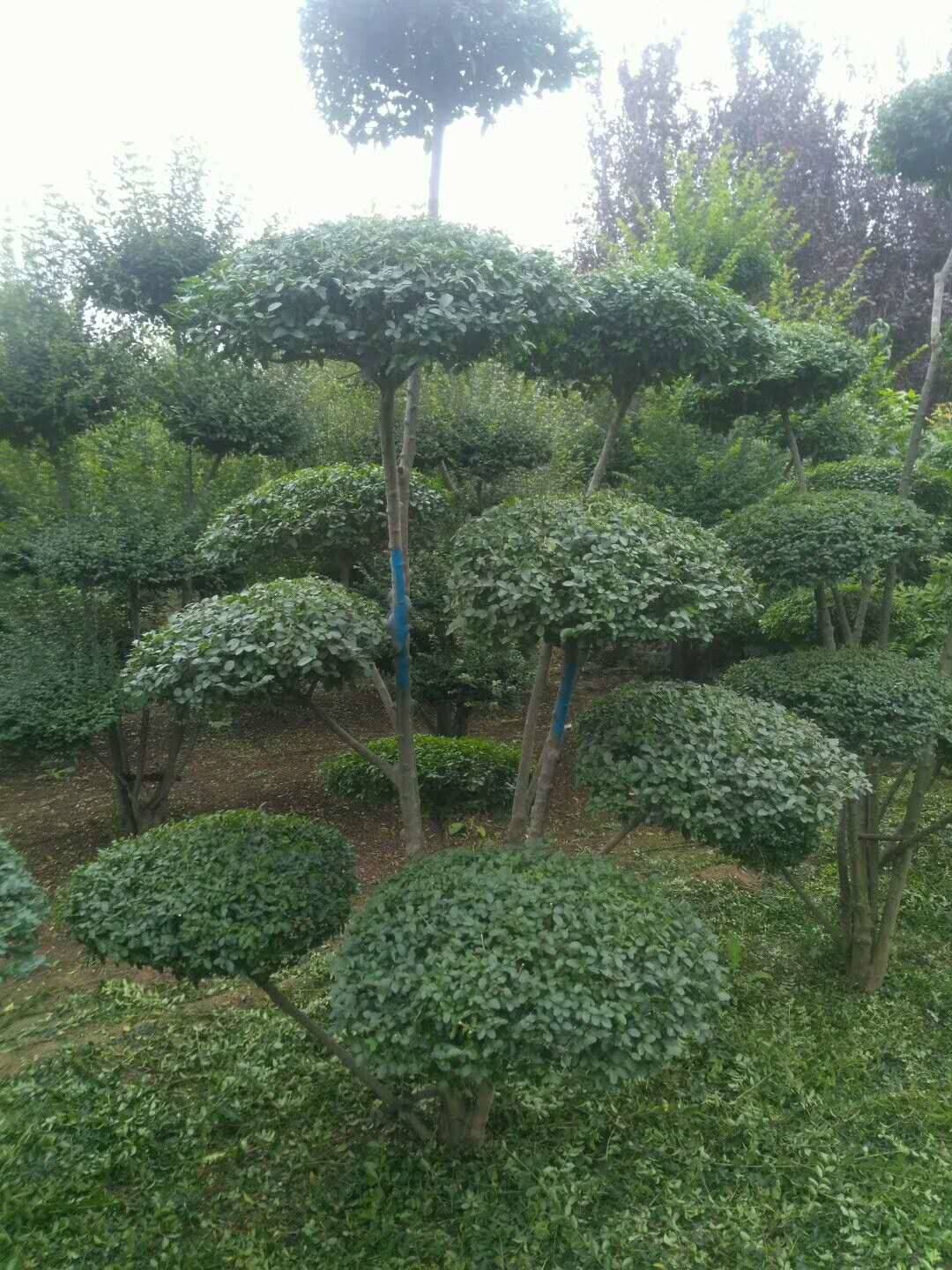 河南鄢陵女贞造型树批发