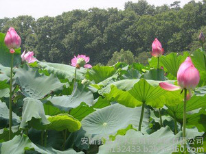 山西荷花苗 太原荷花种苗 荷花苗批发 荷花苗价格