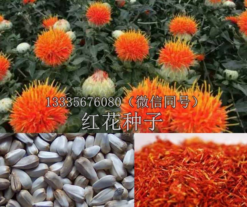 红花种子批发价,红花种子价格,全国红花种子培育基地为您提供*的种源.