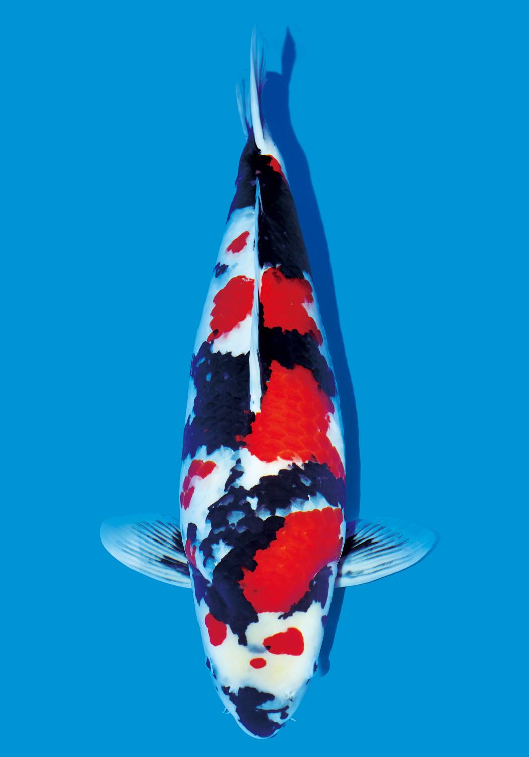 锦鲤鱼苗批发多少钱