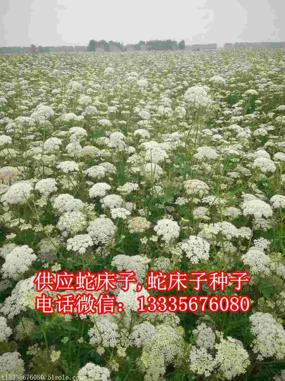 蛇床子种子价格蛇床子批发