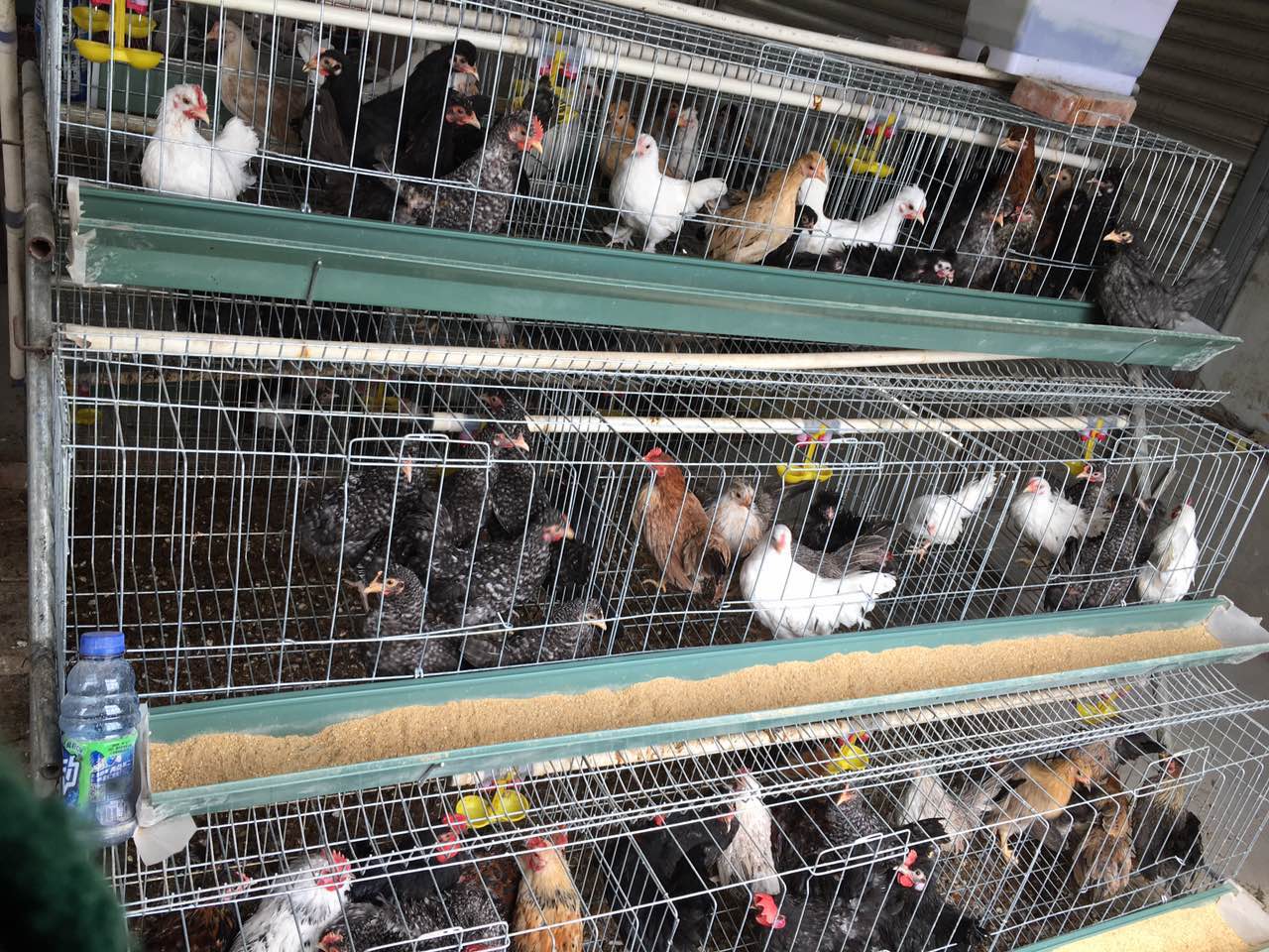 冯氏元宝鸡苗,元宝鸡种蛋受精蛋,元宝鸡蛋