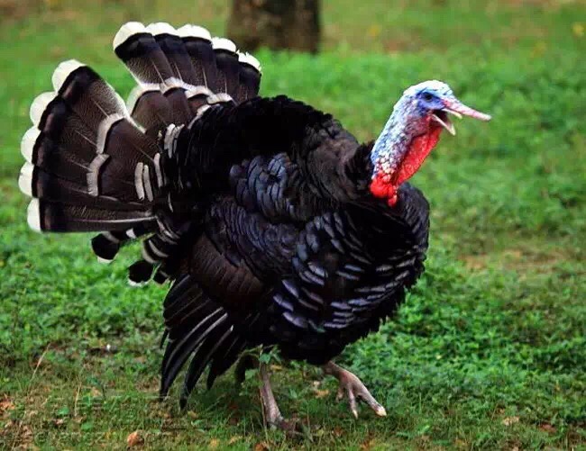 火鸡鸡蛋  江门冯氏珍禽养殖场主营产品:珍珠鸡,贵妃鸡,绿壳蛋鸡,七彩