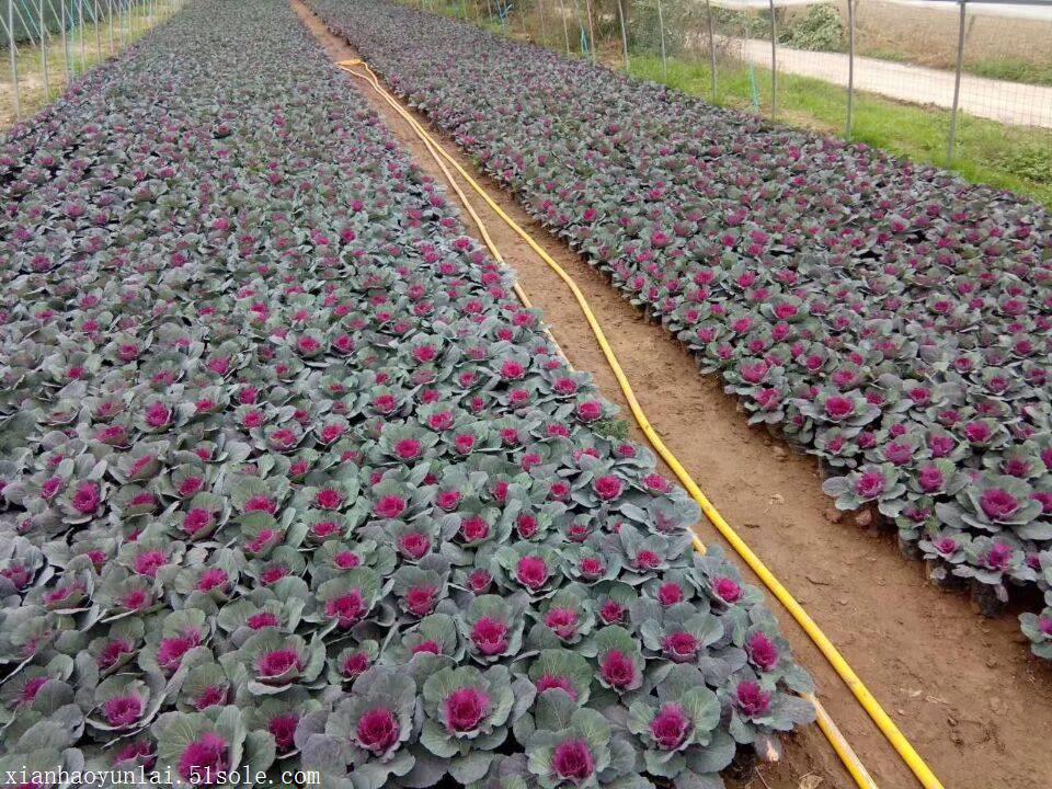 西安莲湖区绿化专用草花供应基地