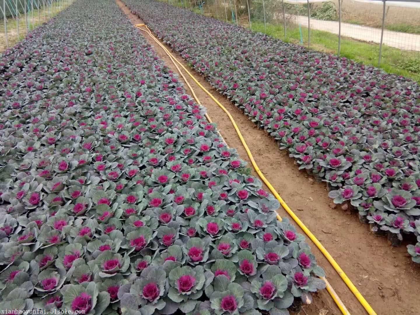 西安草花种植批发基地图片