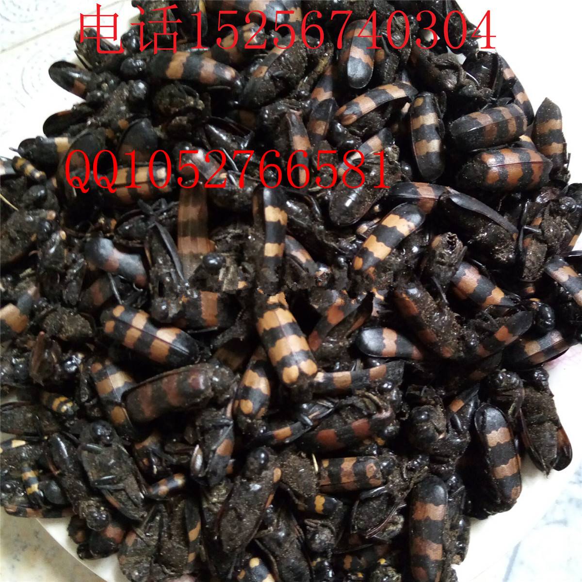 大花斑信息列表