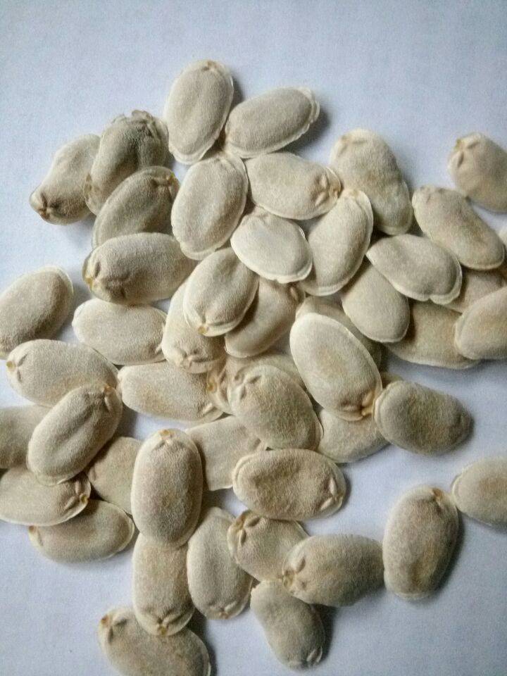 观食两用特长丝瓜种子 观赏蔬菜丝瓜种子 长丝瓜种子