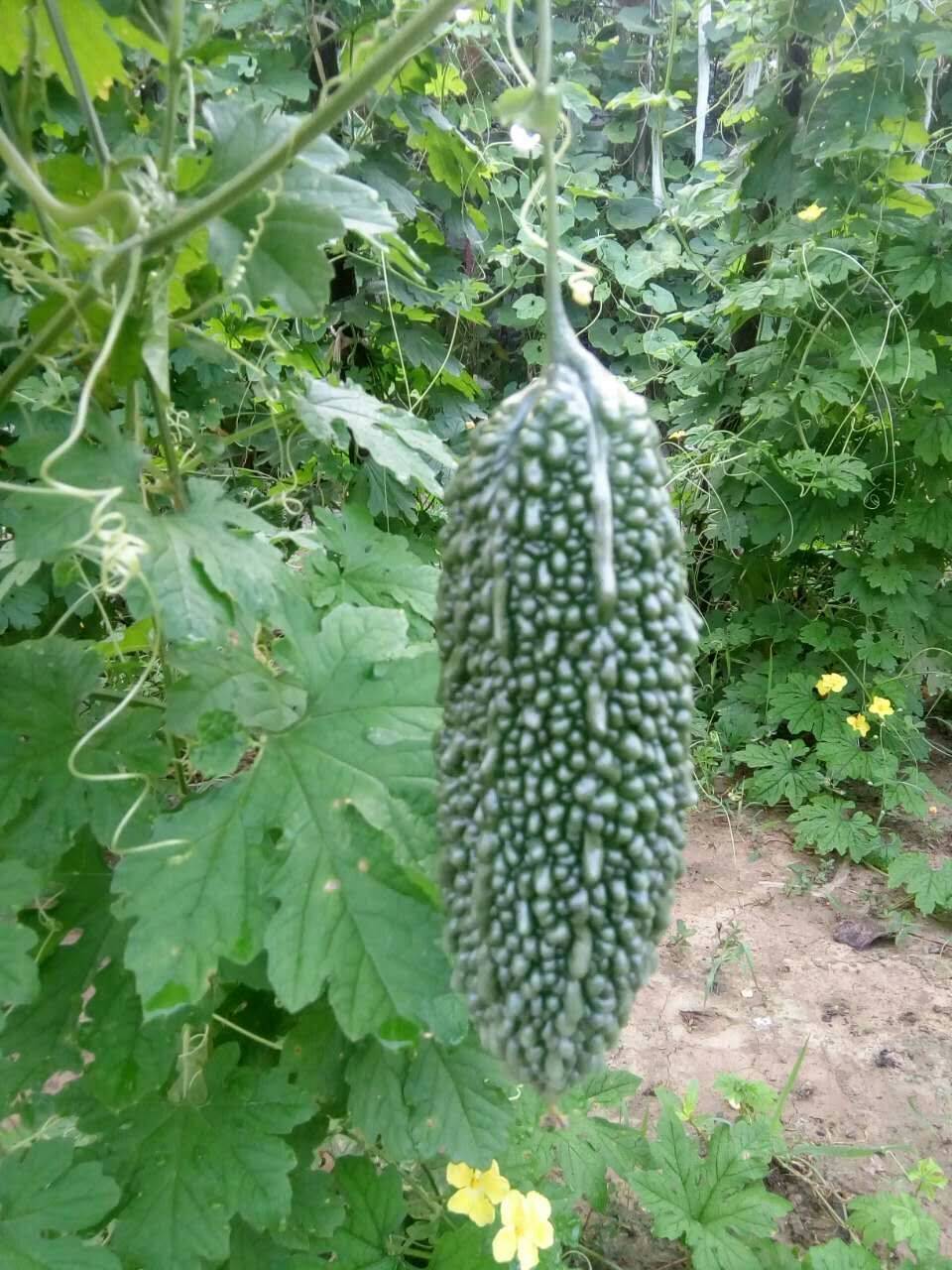 黑色食品 黑苦瓜种子 蔬菜种子 苦瓜种子