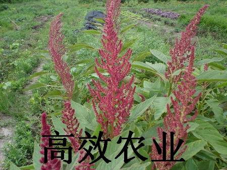 雪樱子种子 滋补壮阳菜 蔬菜种子 特菜种子