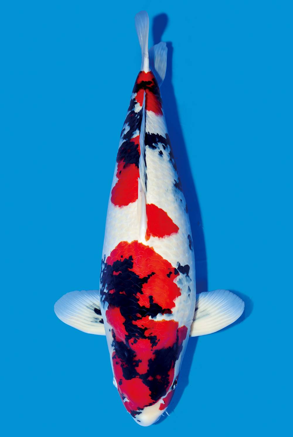 2018年锦鲤水花鱼苗预定中