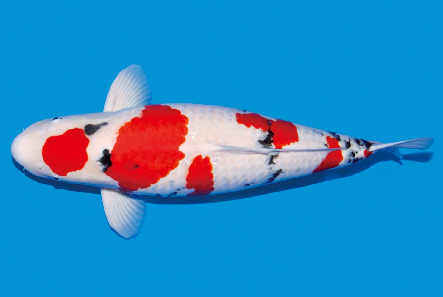 2018年锦鲤水花鱼苗预定中