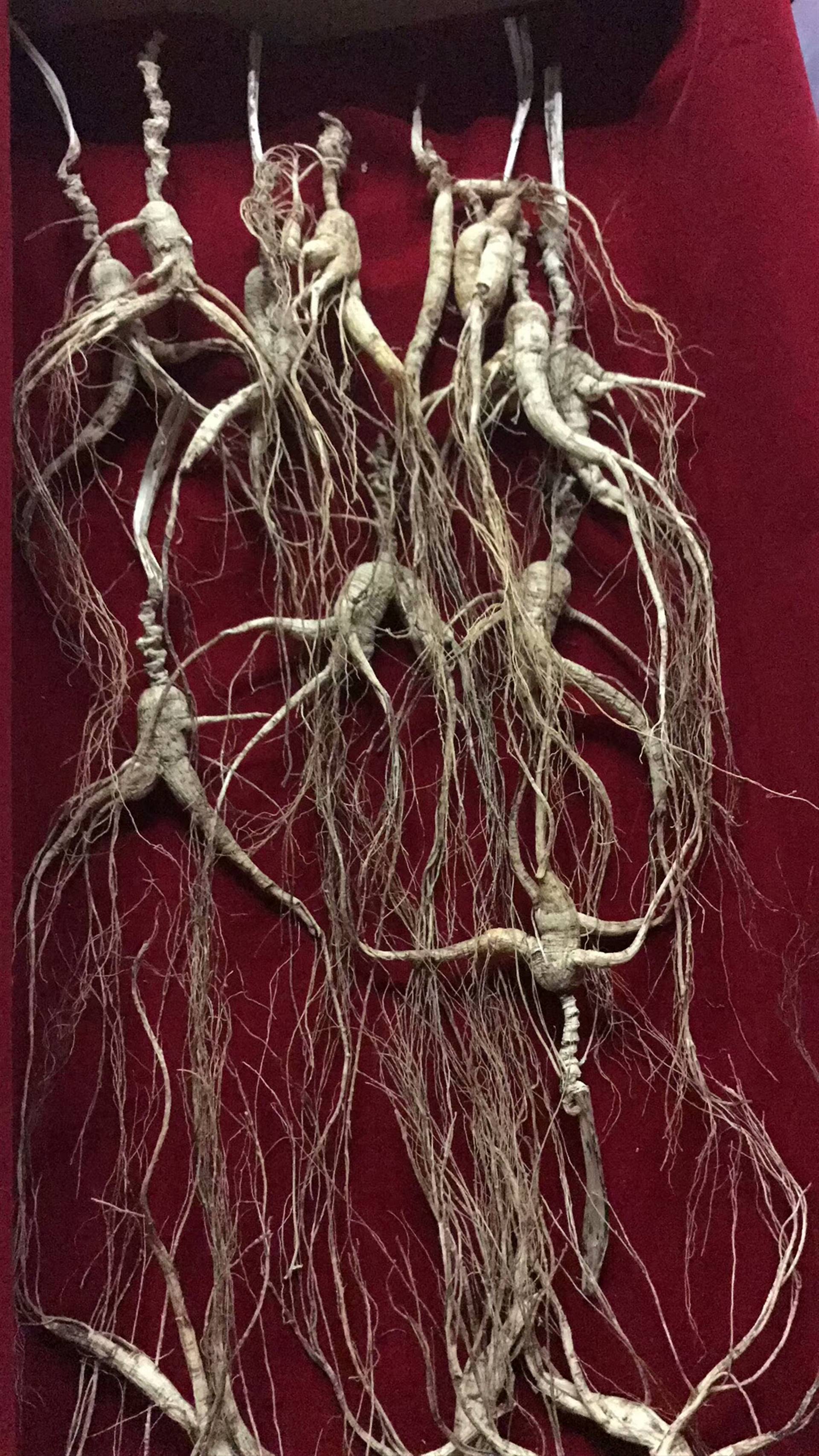 东北人参参农自产自销诚信交易