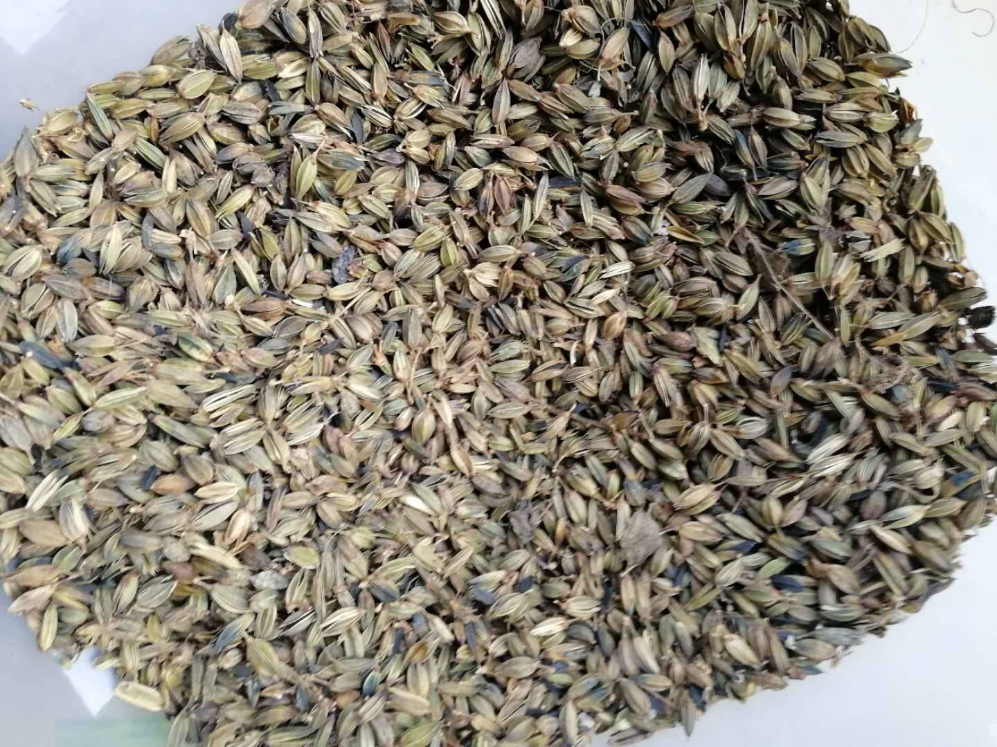 中药材知母种子价格知母种苗行情