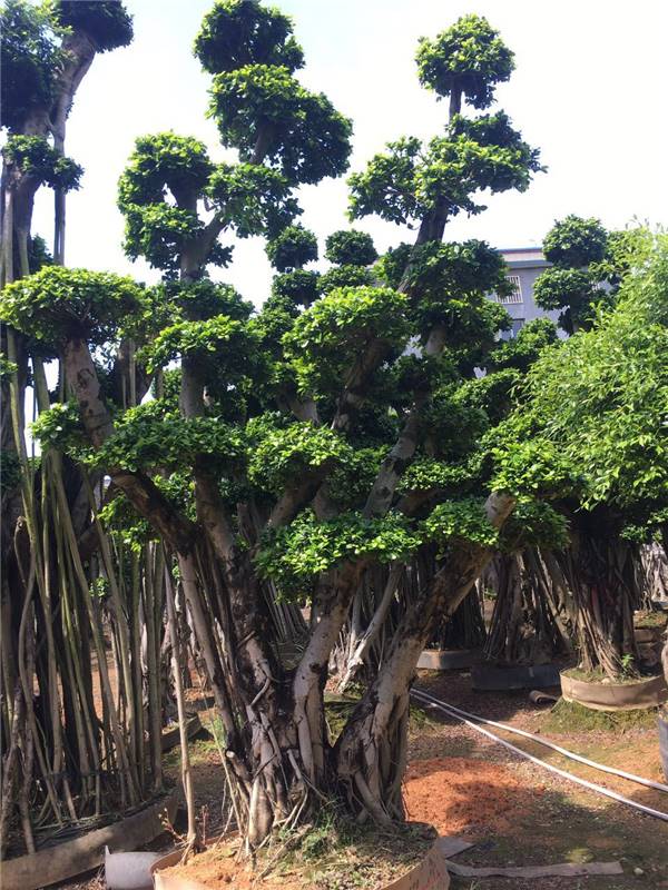 榕樹盆景 福建小葉榕 榕樹批發供應商 榕樹低價促銷