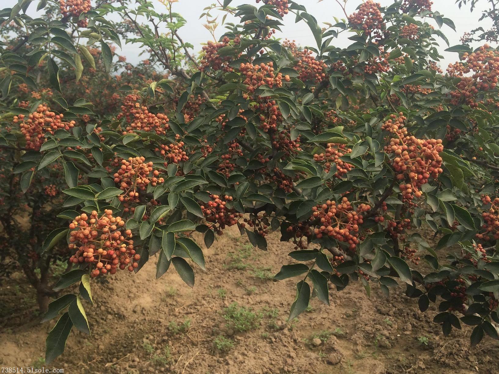 大紅袍花椒苗批發 花椒苗批發價格 大紅袍花椒苗價格