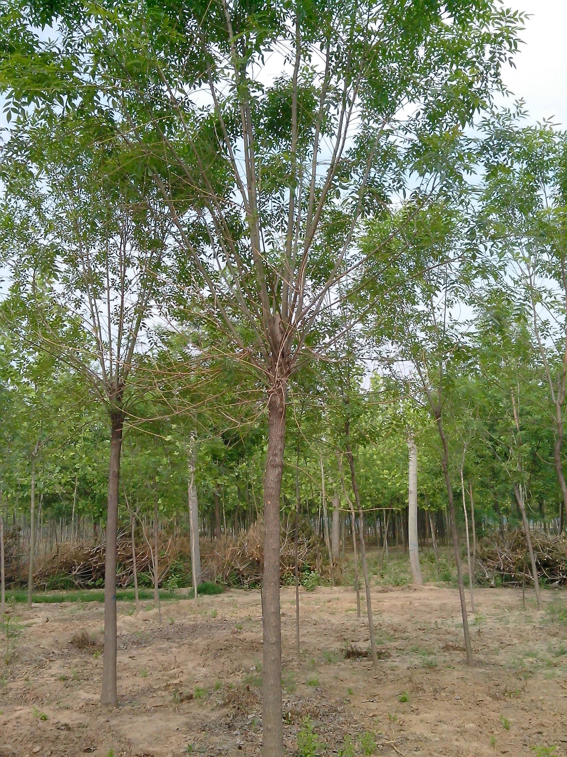 山东白蜡树基地