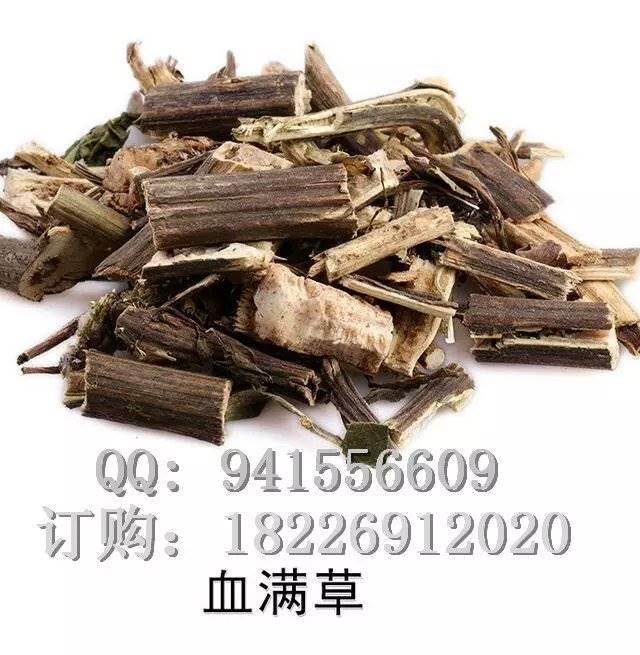 血满草药用价值图片