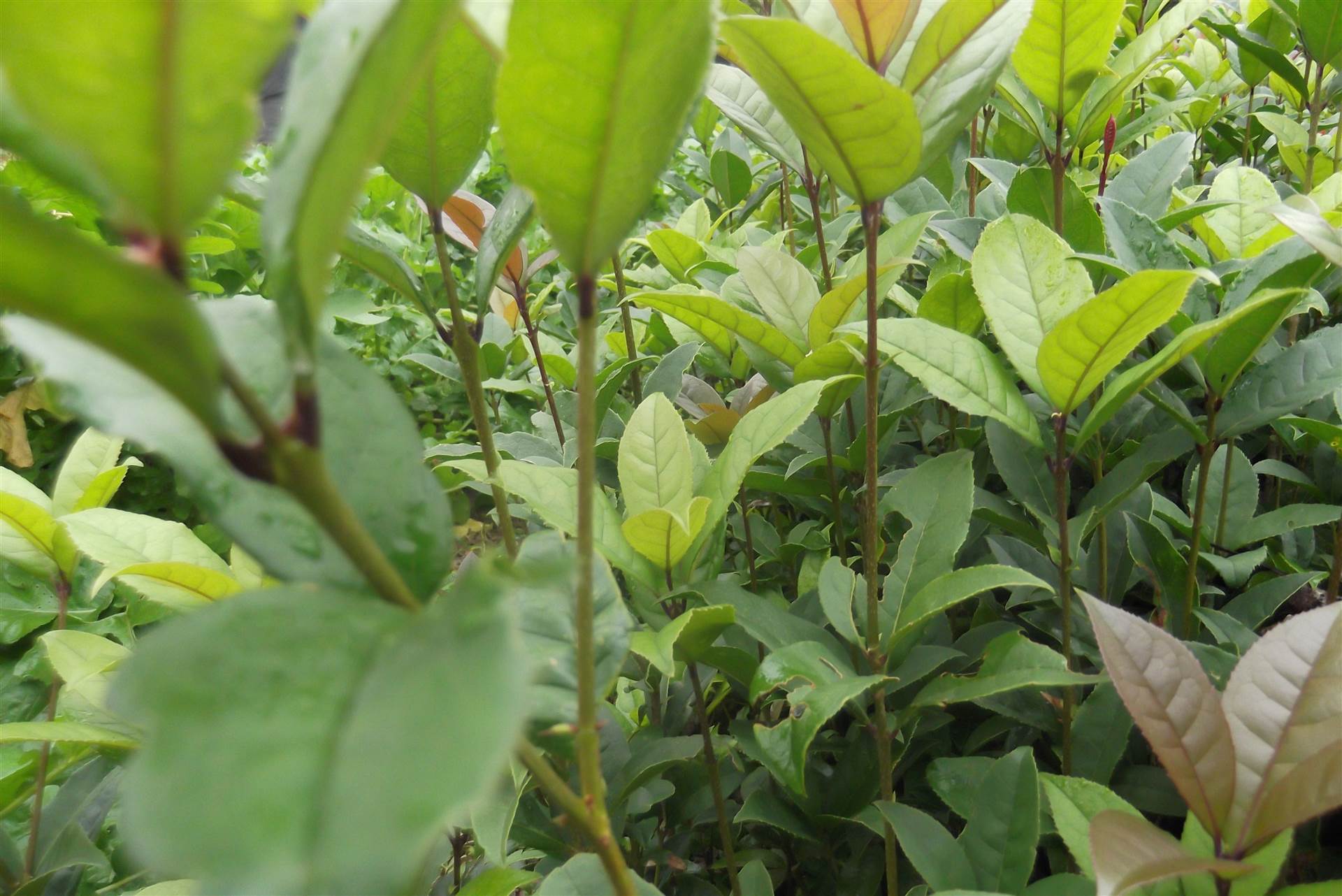 广东桂花苗|广东四季桂苗|广西桂花苗