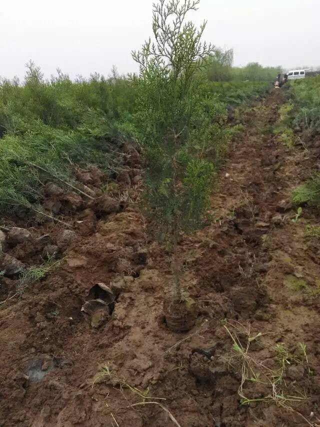 四川侧柏苗行情 侧柏价格 侧柏用途