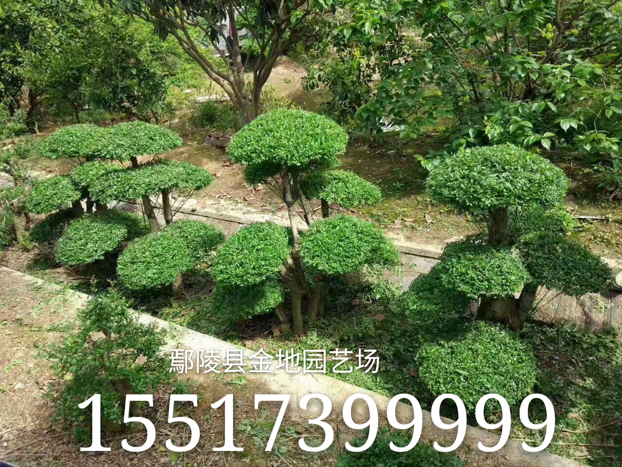 小叶女贞造型
