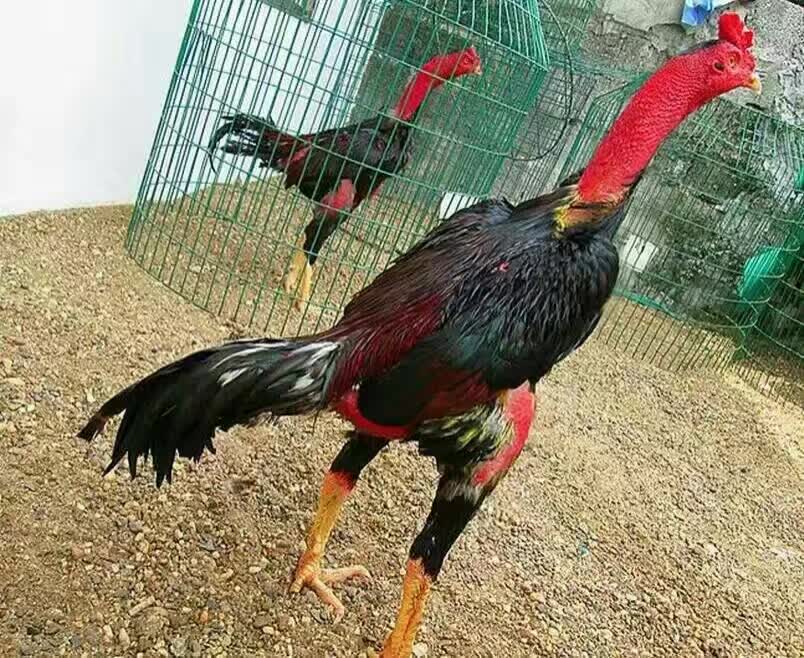 越南未校鬼子鸡多少钱