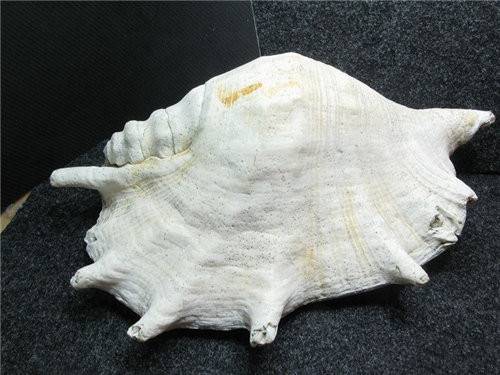 2018年贝壳化石行情走势