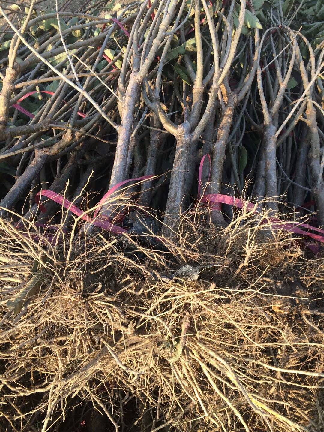 美早樱桃苗多少钱