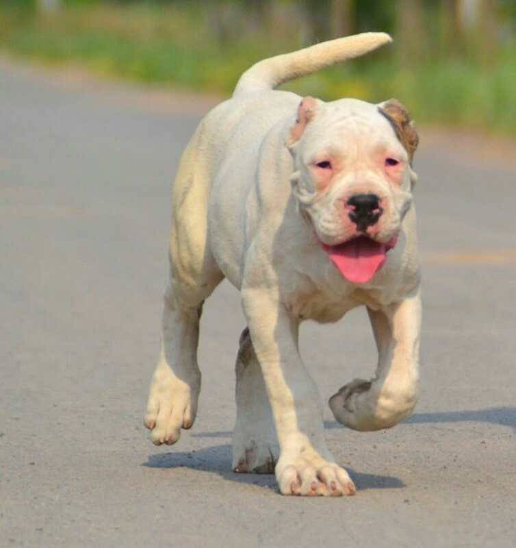 什麼地方有賣杜賓犬的天潤猛犬