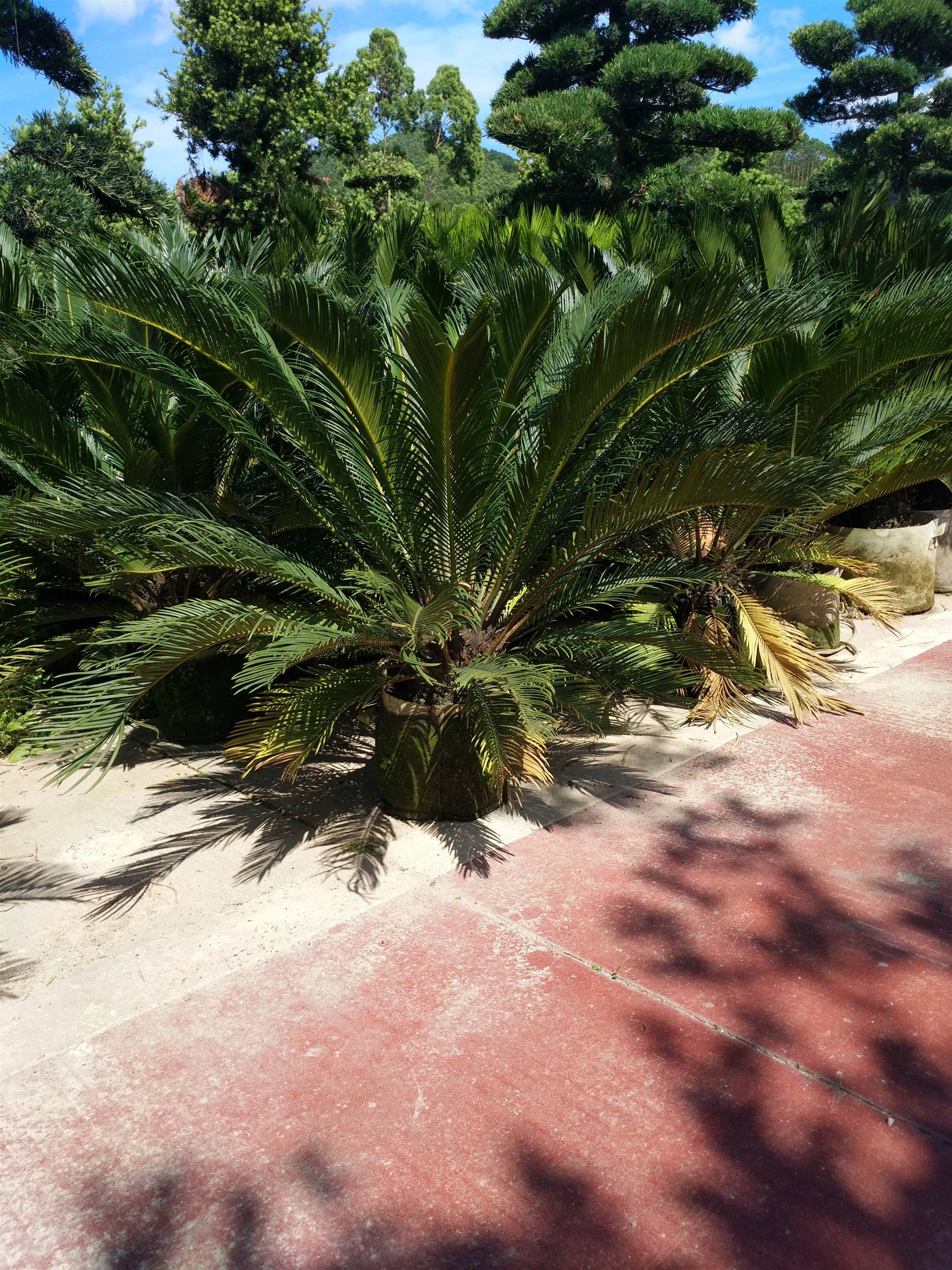 四川苏铁价格,四川苏铁规格齐全