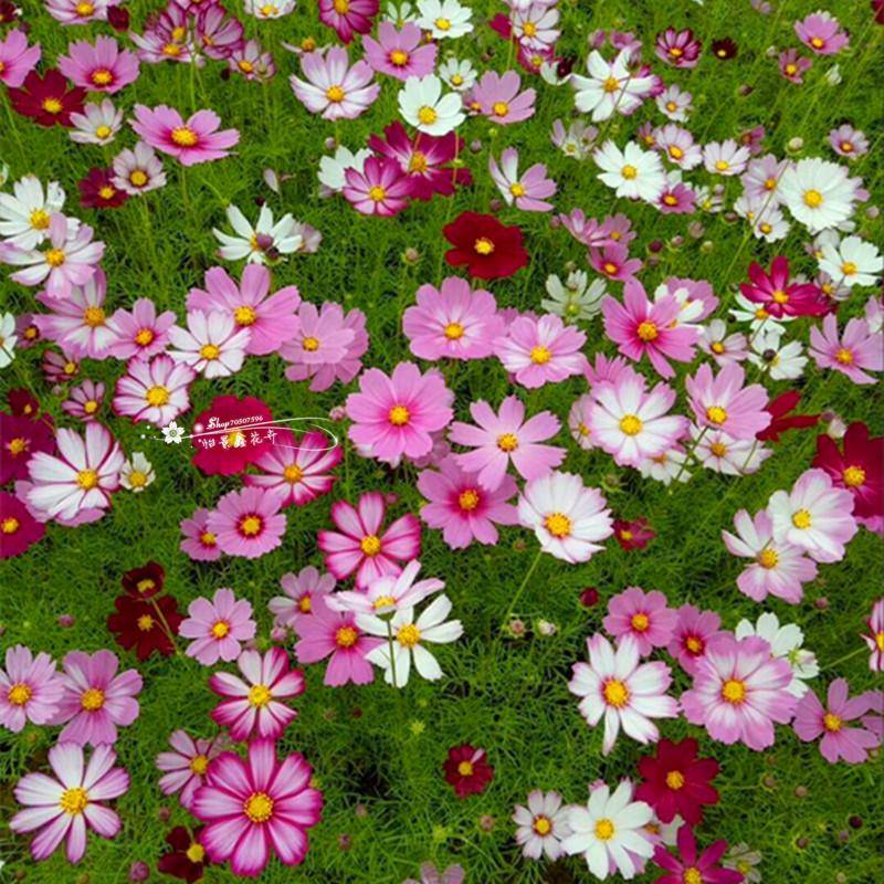 花海金雞菊策劃案例