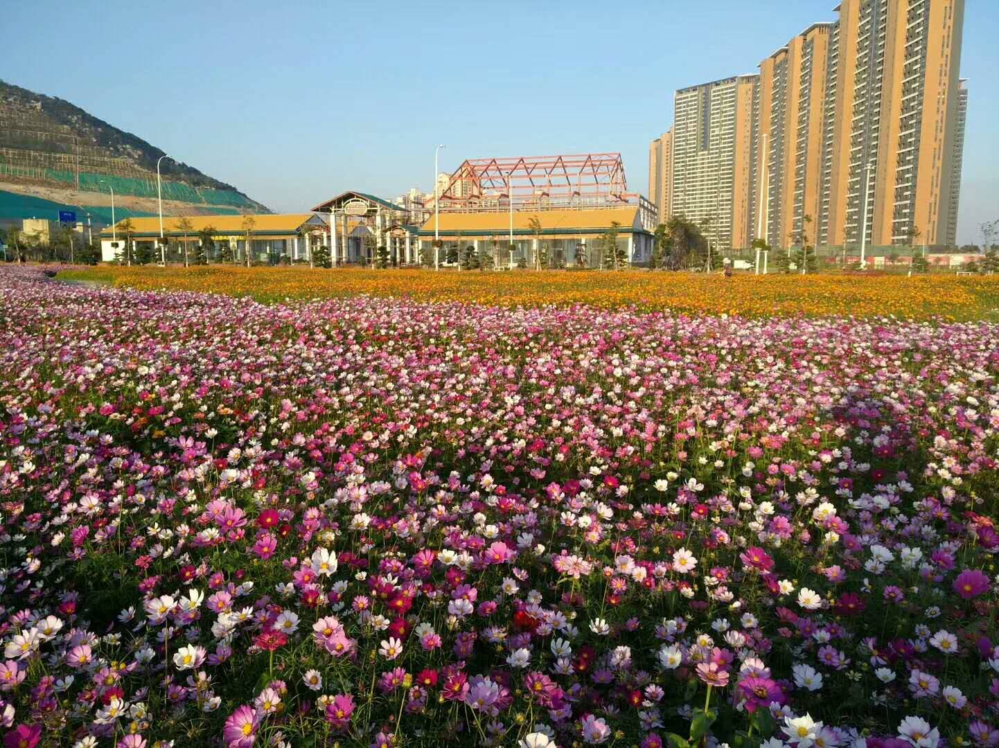 野花组合种子花海打造